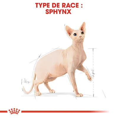 Illustration d’un chat Sphynx avec texte en haut : TYPE DE RACE : SPHYNX. Schéma montrant les proportions corporelles du Sphynx, sans autres informations visibles.