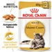 Royal Canin Maine Coon