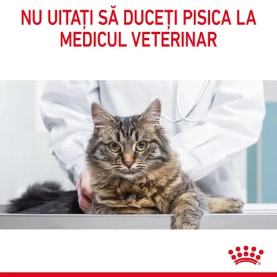 Nu uitați să duceți pisica la medicul veterinar. Text vizibil deasupra unei imagini cu o pisică pe masa de consultație și o persoană în halat alb.