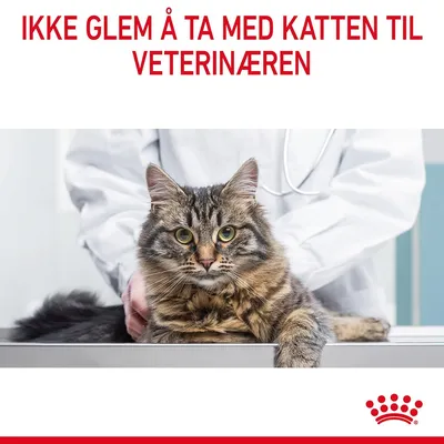Royal Canin FCN Urinary Care i gelé