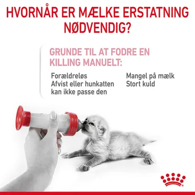 Hvornår er mælkeerstatning nødvendig? Grunde til at fodre en killing manuelt: Forældreløs, afvist eller hunkatten kan ikke passe den, mangel på mælk, stort kuld. Billede af killing flaskefodres.