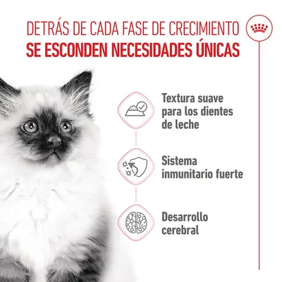 Royal Canin Kitten en salsa