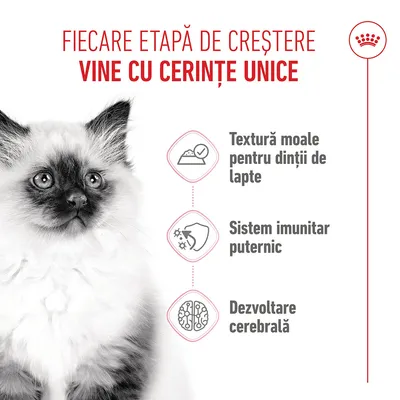 Grafică cu o pisică și trei simboluri: textură moale pentru dinții de lapte, sistem imunitar puternic, dezvoltarea creierului. Text românesc despre cerințele unice ale fiecărei etape de creștere.