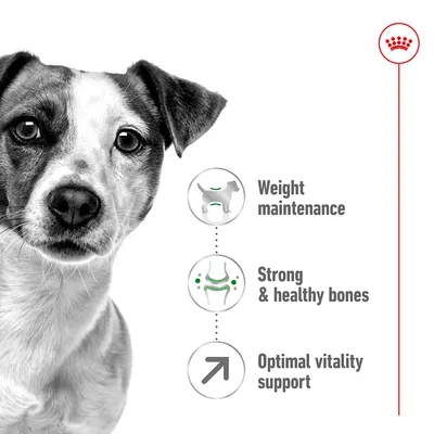 Ενδείξεις στα αγγλικά: Weight maintenance, Strong & healthy bones, Optimal vitality support, με εικονίδια σκύλου, οστών και βέλους. Ορατό το σήμα Royal Canin.
