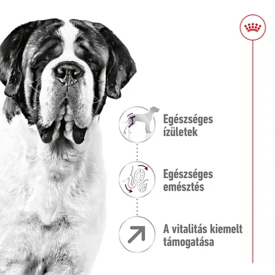 Egészséges ízületek, egészséges emésztés, a vitalitás kiemelt támogatása – szöveg és ikonok nagytestű kutya mellett, Royal Canin márkajelzés felül.