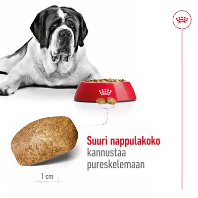 Iso koira, punainen Royal Canin -ruokakuppi täynnä nappuloita, suuri nappula lähikuvassa. Teksti: Suuri nappulakoko kannustaa pureskelemaan. Mitta 1 cm.