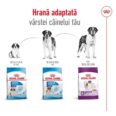 Hrana adaptată vârstei câinelui: Royal Canin Puppy Giant 2–8 luni, Junior Giant 8–18/24 luni, XL Giant Adult după 18/24 luni. Imagine cu trei stadii de creștere și pungi corespunzătoare.