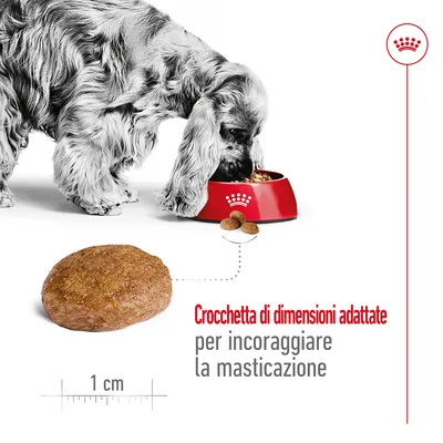 Cane che mangia da una ciotola rossa, crocchette mostrate in dettaglio con testo: Crocchetta di dimensioni adattate per incoraggiare la masticazione, scala 1 cm.