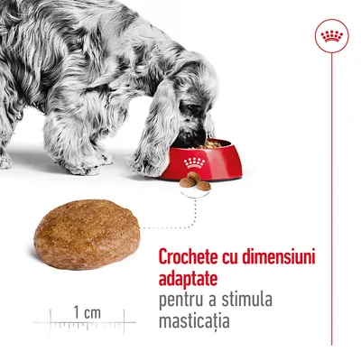 Câine mâncând din bol roșu, crochetă de 1 cm prezentată. Text: Crochete cu dimensiuni adaptate pentru a stimula masticația.