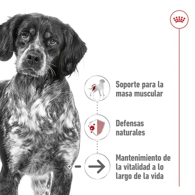 Perro junto a iconos y texto: soporte para la masa muscular, defensas naturales, mantenimiento de la vitalidad a lo largo de la vida. Símbolo de corona en la esquina superior derecha.