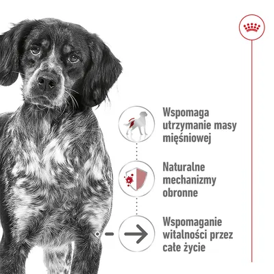 Wspomaga utrzymanie masy mięśniowej, naturalne mechanizmy obronne, wspomaganie witalności przez całe życie. Widoczny pies i ikony funkcji.