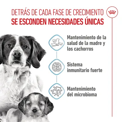 Royal Canin Medium Starter Mother & Babydog