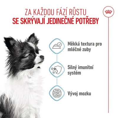 Grafika se psem a třemi body: měkká textura pro mléčné zuby, silný imunitní systém, vývoj mozku. Text v češtině. Grafika se psem a třemi body: měkká textura pro mléčné zuby, silný imunitní systém, vývoj mozku. Text v češtině.