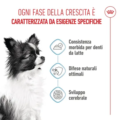 Royal Canin X-Small Puppy in salsa
