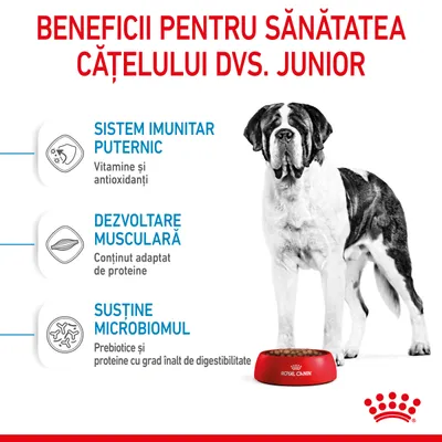 Beneficii pentru sănătatea cățelului junior: sistem imunitar puternic, dezvoltare musculară, susține microbiomul. Royal Canin. Text în limba română.