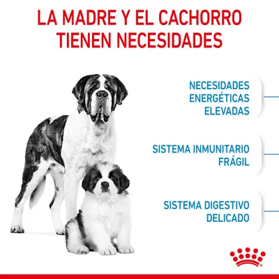 La madre y el cachorro tienen necesidades: necesidades energéticas elevadas, sistema inmunitario frágil, sistema digestivo delicado. Imagen de dos perros grandes. Marca Royal Canin.