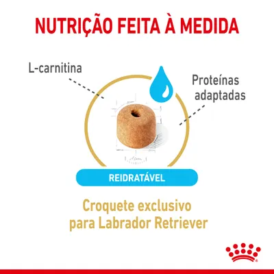 Nutrição feita à medida. L-carnitina, proteínas adaptadas, croquete reidratável exclusivo para Labrador Retriever.