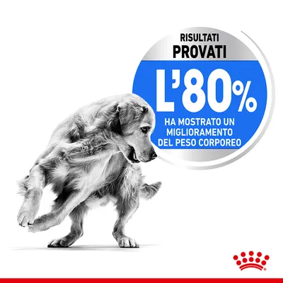 Risultati provati: l'80% ha mostrato un miglioramento del peso corporeo. Testo su sfondo blu accanto a un cane. Marchio Royal Canin visibile in basso a destra.