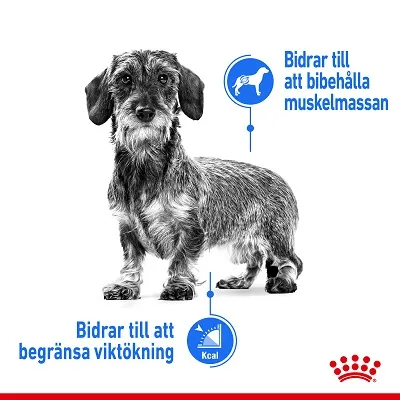 Hund med två textbubblor: 'Bidrar till att bibehålla muskelmassan' och 'Bidrar till att begränsa viktökning'. Royal Canin-symbol synlig längst ner.
