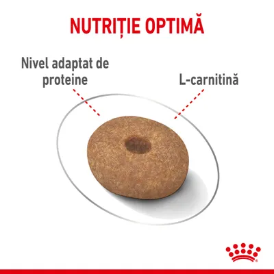 Nutriție optimă. Nivel adaptat de proteine, L-carnitină. Imagine cu o bucată de hrană uscată pentru animale, evidențiind aceste caracteristici.