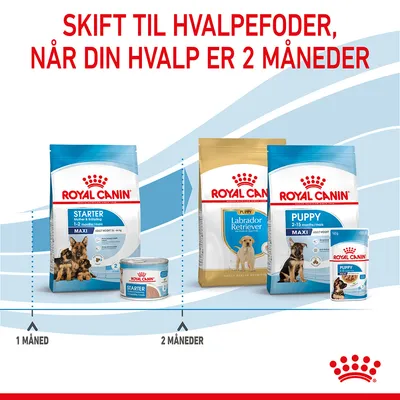 Skift til hvalpefoder, når din hvalp er 2 måneder. Royal Canin Starter 1–2 måneder, Royal Canin Puppy Labrador Retriever og Maxi 2–15 måneder. Viser tør- og vådfoderpakker.