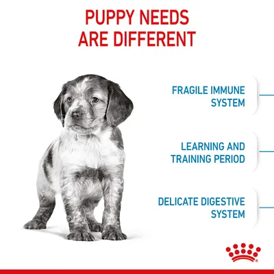 Image highlights that puppy needs are different, listing fragile immune system, learning and training period, and delicate digestive system as key points.