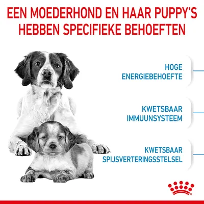 Een moederhond en puppy’s hebben specifieke behoeften: hoge energiebehoefte, kwetsbaar immuunsysteem, kwetsbaar spijsverteringsstelsel. Royal Canin merk zichtbaar.