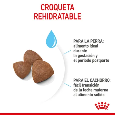 Croqueta rehidratable. Para la perra: alimento ideal durante la gestación y el periodo postparto. Para el cachorro: fácil transición de la leche materna al alimento sólido.