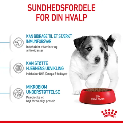 Sundhedsfordele for din hvalp: Kan bidrage til et stærkt immunforsvar, kan støtte hjernens udvikling, mikrobiom understøttelse. Royal Canin skål med foder og hvalp.