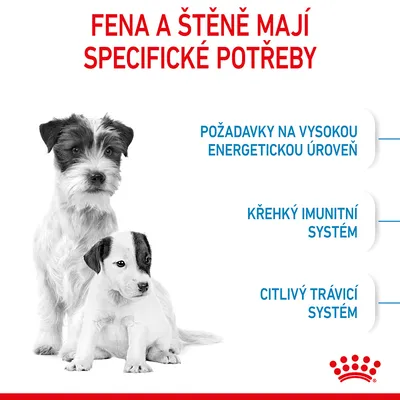 Fena a štěně mají specifické potřeby: požadavky na vysokou energetickou úroveň, křehký imunitní systém, citlivý trávicí systém. Royal Canin.