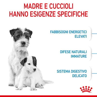 Madre e cuccioli hanno esigenze specifiche: fabbisogni energetici elevati, difese naturali immature, sistema digestivo delicato. Immagine di due cani.