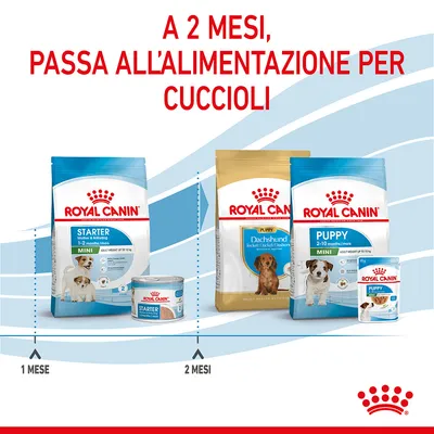 A 2 mesi, passa all'alimentazione per cuccioli. Royal Canin Starter 1–2 mesi, Puppy Dachshund e Mini 2–10 mesi. Indicazioni: 1 mese Starter, 2 mesi Puppy.