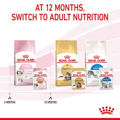 Feeding guide showing to switch from Royal Canin kitten food at 4 months to adult nutrition at 12 months, with images of both kitten and adult product packs.