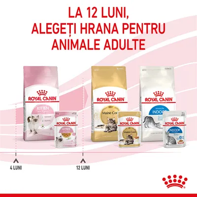 La 12 luni, alegeți hrana pentru animale adulte. Pachete Royal Canin Kitten până la 12 luni, apoi Royal Canin Maine Coon Adult și Indoor pentru pisici adulte, cu marcaje la 4 și 12 luni.