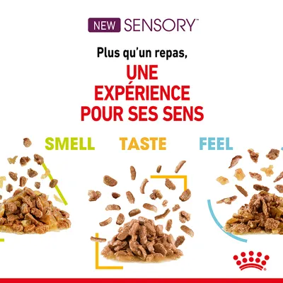 NEW SENSORY. Plus qu’un repas, une expérience pour ses sens. SMELL, TASTE, FEEL. Trois portions de nourriture humide avec morceaux, logo Royal Canin visible en bas à droite.