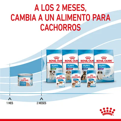A los 2 meses, cambia a un alimento para cachorros. Royal Canin Starter para 1 mes y variedad Puppy Mini, Medium, Maxi, Giant para 2 meses en adelante, según tamaño del cachorro.