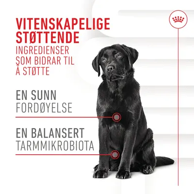 Royal Canin Digestion Adult Chews kosttilskudd