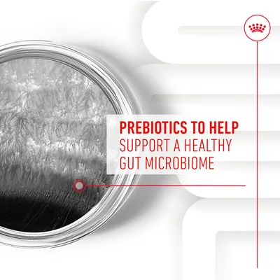 Prebiotics to help support a healthy gut microbiome.