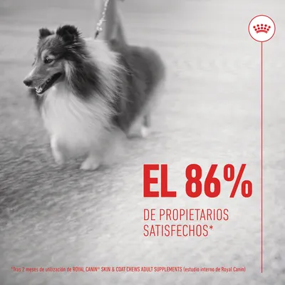 EL 86% DE PROPIETARIOS SATISFECHOS*. *Tras 2 meses de utilización de ROYAL CANIN SKIN & COAT CHEWS ADULT SUPPLEMENTS (estudio interno de Royal Canin) EL 86% DE PROPIETARIOS SATISFECHOS*. *Tras 2 meses de utilización de ROYAL CANIN SKIN & COAT CHEWS ADULT SUPPLEMENTS (estudio interno de Royal Canin)