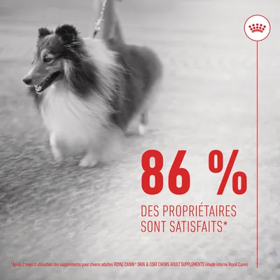 86 % des propriétaires sont satisfaits* après 2 mois d’utilisation des suppléments pour chiens adultes ROYAL CANIN SKIN & COAT CHEWS ADULT SUPPLEMENTS (étude interne Royal Canin)