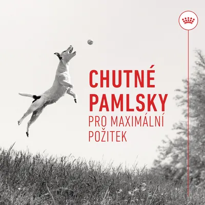 CHUTNÉ PAMLKSY PRO MAXIMÁLNÍ POŽITEK – reklamní text na obrázku s psem skákajícím za míčkem
