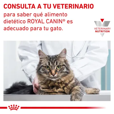 CONSULTA A TU VETERINARIO para saber qué alimento dietético ROYAL CANIN es adecuado para tu gato. VETERINARY NUTRITION. Imagen de un gato en una consulta veterinaria.
