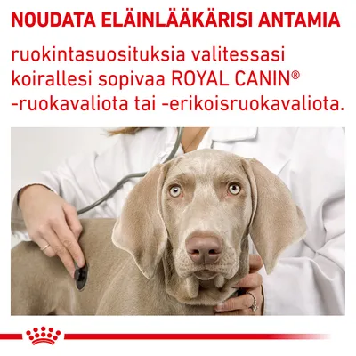 Noudata eläinlääkärisi antamia ruokintasuosituksia valitessasi koirallesi sopivaa ROYAL CANIN -ruokavaliota tai -erikoisruokavaliota. Teksti kuvassa suomeksi.