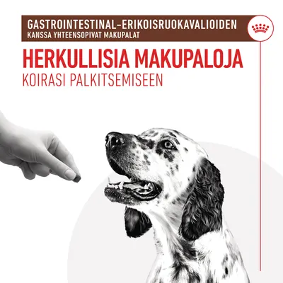 Gastrointestinal-erikoisruokavalioiden kanssa yhteensopivat makupalat. Herkullisia makupaloja koirasi palkitsemiseen. Kuvassa käsi antaa makupalan koiralle.