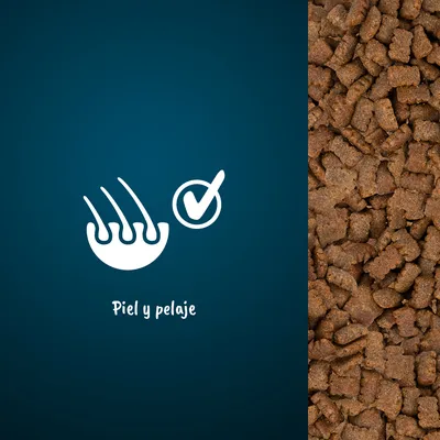 Icono de folículos pilosos con un símbolo de verificación y texto: Piel y pelaje, junto a croquetas de pienso marrón.