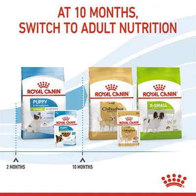 Feeding guide showing to switch from puppy food at 2-10 months to adult nutrition at 10 months, with images of Royal Canin puppy and adult food packs.