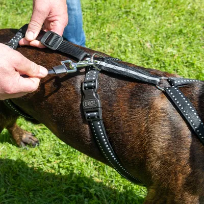 Schwarzes Hundegeschirr mit reflektierenden Streifen wird angelegt, Nahaufnahme der Schnallen und Befestigung am Rücken.
