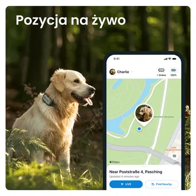 Pies z lokalizatorem GPS na obroży, ekran smartfona pokazuje aplikację śledzącą pozycję psa na żywo: Charlie, online, 100 %, lokalizacja Near Poststraße 4, Pasching.