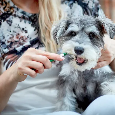 Persoon toont het gebruik van een tandenborstel bij een hond om mondverzorging te demonstreren.