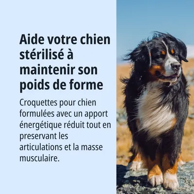 Aide les chiens stérilisés à maintenir leur poids idéal. Croquettes à teneur énergétique réduite pour préserver les articulations et la masse musculaire. Aide les chiens stérilisés à maintenir leur poids idéal. Croquettes à teneur énergétique réduite pour préserver les articulations et la masse musculaire.